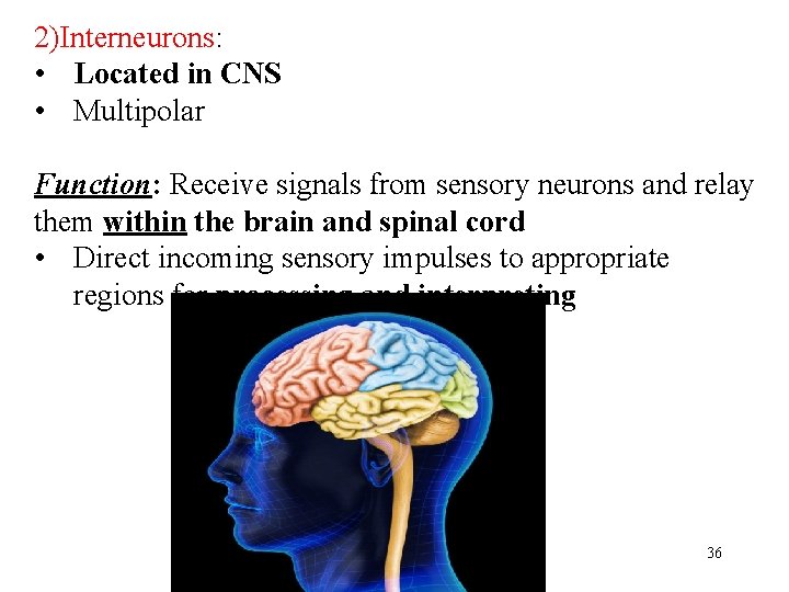 2)Interneurons: • Located in CNS • Multipolar Function: Receive signals from sensory neurons and