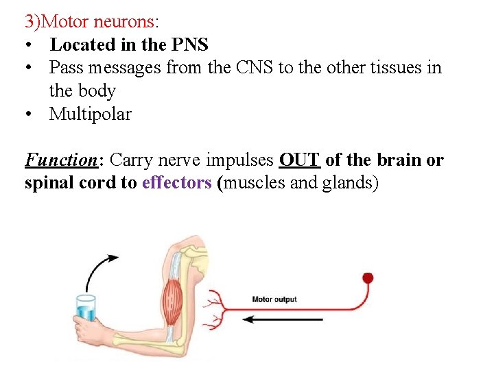 3)Motor neurons: • Located in the PNS • Pass messages from the CNS to