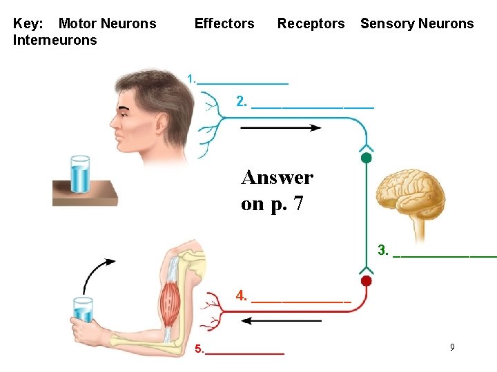 Key: Motor Neurons Interneurons Effectors Receptors Sensory Neurons 1. ________ 2. ________ Answer on