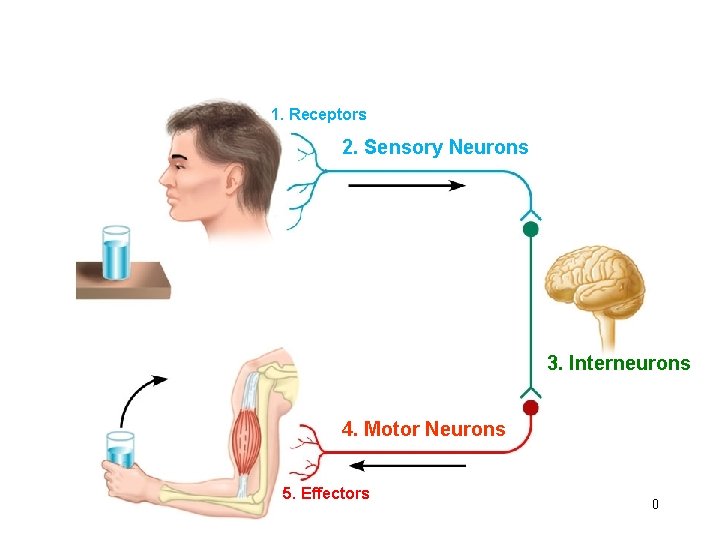 1. Receptors 2. Sensory Neurons 3. Interneurons 4. Motor Neurons 5. Effectors 40 