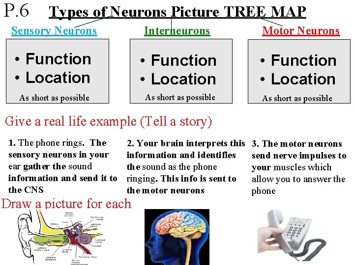 P. 6 Types of Neurons Picture TREE MAP Sensory Neurons Interneurons Motor Neurons •