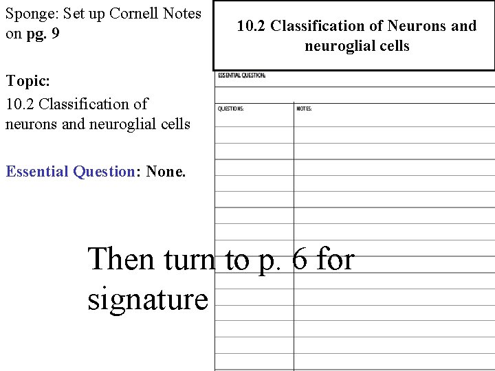 Sponge: Set up Cornell Notes on pg. 9 10. 2 Classification of Neurons and