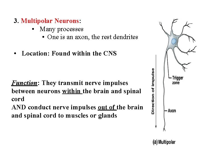 3. Multipolar Neurons: • Many processes • One is an axon, the rest dendrites