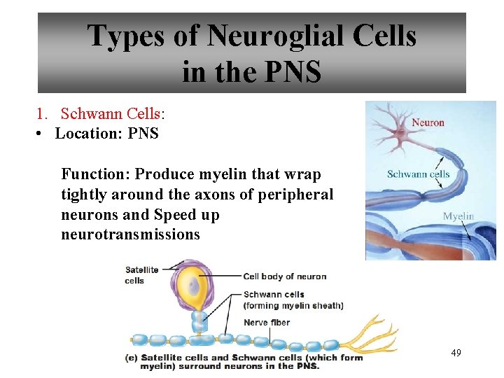 Types of Neuroglial Cells in the PNS 1. Schwann Cells: • Location: PNS Function: