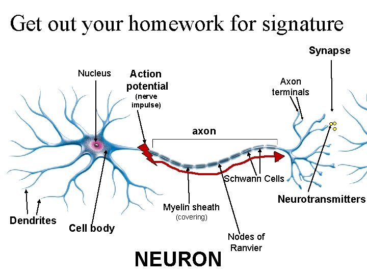 Get out your homework for signature Synapse Nucleus Action potential Axon terminals (nerve impulse)