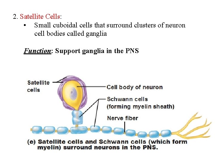 2. Satellite Cells: • Small cuboidal cells that surround clusters of neuron cell bodies