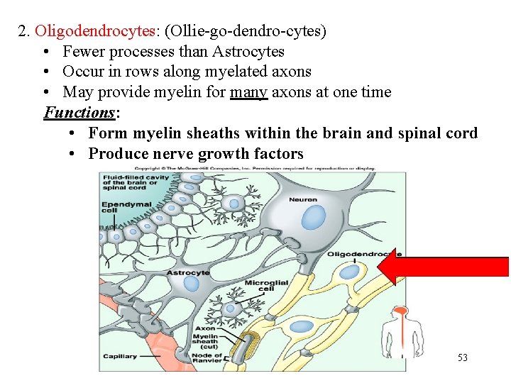 2. Oligodendrocytes: (Ollie-go-dendro-cytes) • Fewer processes than Astrocytes • Occur in rows along myelated