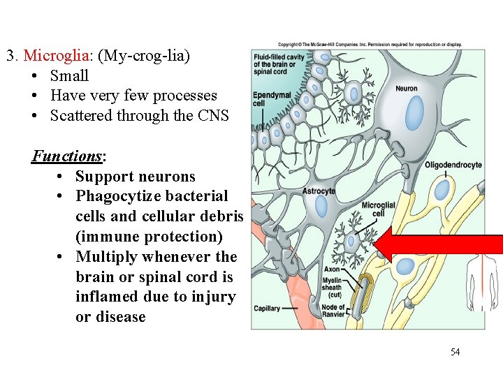 3. Microglia: (My-crog-lia) • Small • Have very few processes • Scattered through the