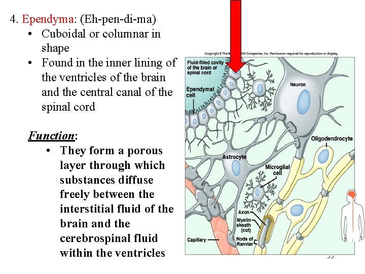 4. Ependyma: (Eh-pen-di-ma) • Cuboidal or columnar in shape • Found in the inner