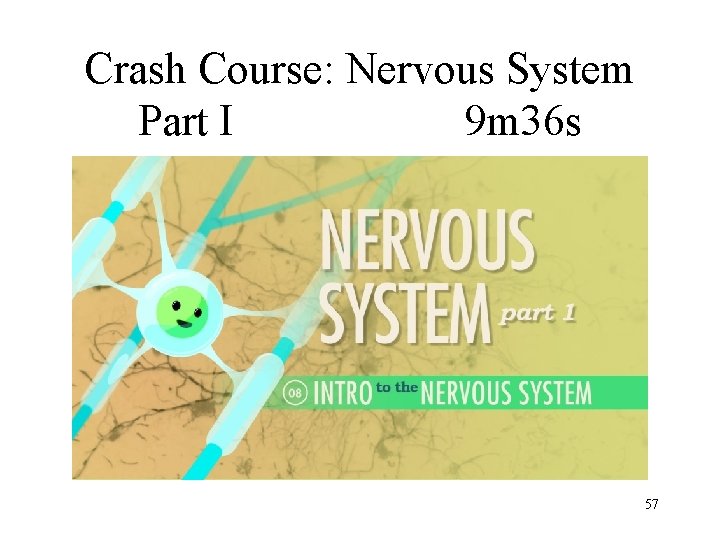 Crash Course: Nervous System Part I 9 m 36 s 57 