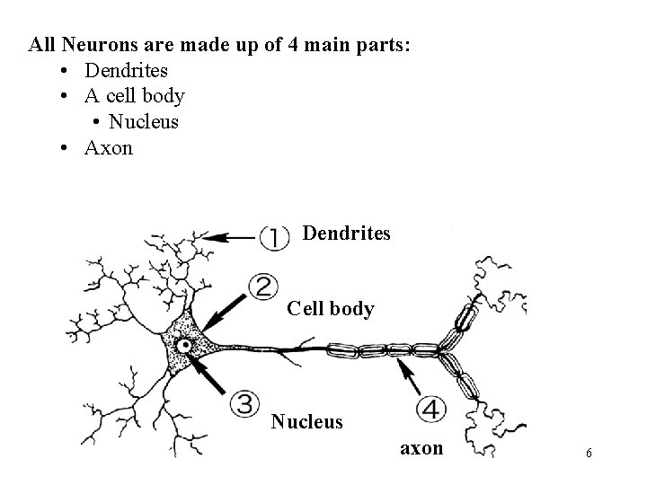 All Neurons are made up of 4 main parts: • Dendrites • A cell