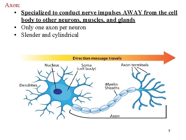 Axon: • Specialized to conduct nerve impulses AWAY from the cell body to other