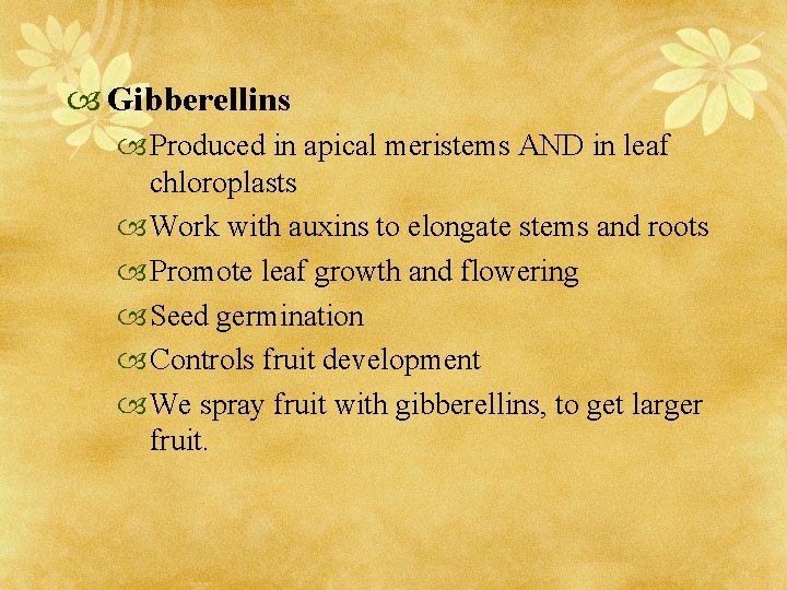  Gibberellins Produced in apical meristems AND in leaf chloroplasts Work with auxins to