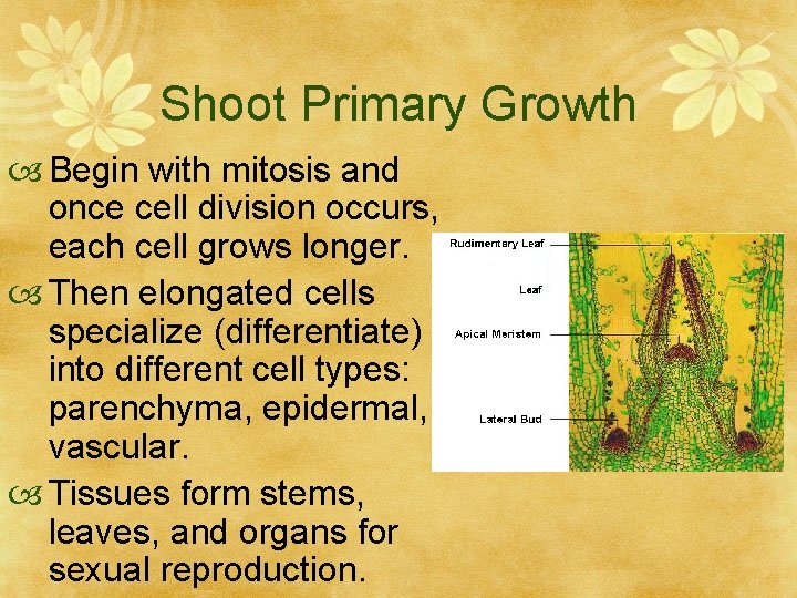Shoot Primary Growth Begin with mitosis and once cell division occurs, each cell grows