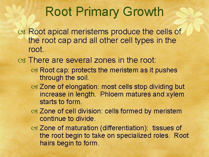 Root Primary Growth Root apical meristems produce the cells of the root cap and