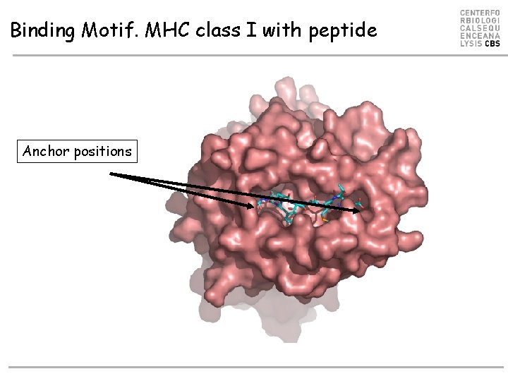 Binding Motif. MHC class I with peptide Anchor positions Binding Motif. MHC class I with peptide Anchor positions