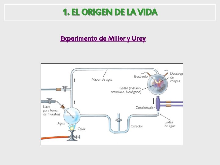 1. EL ORIGEN DE LA VIDA Experimento de Miller y Urey 