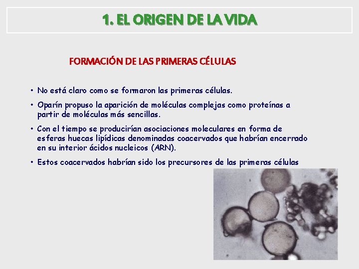 1. EL ORIGEN DE LA VIDA FORMACIÓN DE LAS PRIMERAS CÉLULAS • No está