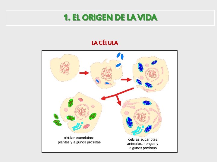 1. EL ORIGEN DE LA VIDA LA CÉLULA 