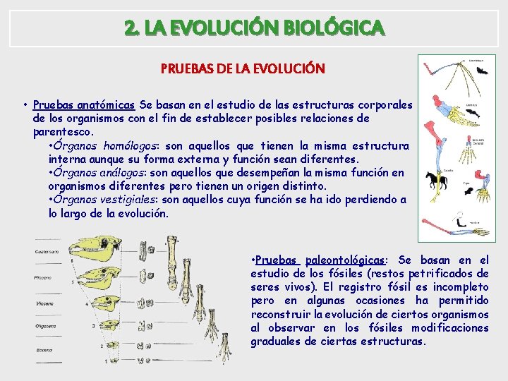 2. LA EVOLUCIÓN BIOLÓGICA PRUEBAS DE LA EVOLUCIÓN • Pruebas anatómicas Se basan en