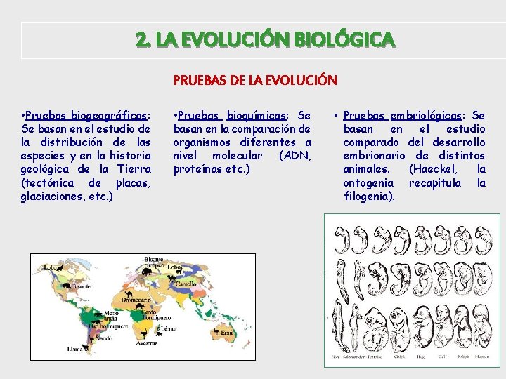 2. LA EVOLUCIÓN BIOLÓGICA PRUEBAS DE LA EVOLUCIÓN • Pruebas biogeográficas: Se basan en