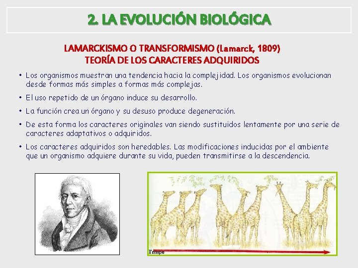 2. LA EVOLUCIÓN BIOLÓGICA LAMARCKISMO O TRANSFORMISMO (Lamarck, 1809) TEORÍA DE LOS CARACTERES ADQUIRIDOS