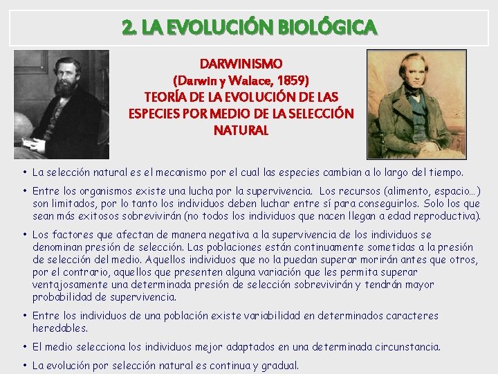 2. LA EVOLUCIÓN BIOLÓGICA DARWINISMO (Darwin y Walace, 1859) TEORÍA DE LA EVOLUCIÓN DE