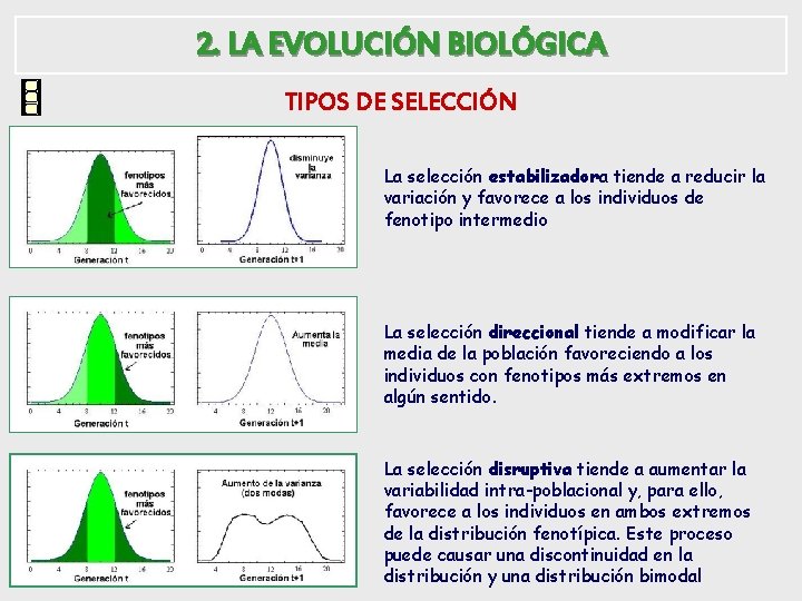 2. LA EVOLUCIÓN BIOLÓGICA TIPOS DE SELECCIÓN La selección estabilizadora tiende a reducir la