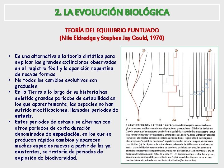 2. LA EVOLUCIÓN BIOLÓGICA TEORÍA DEL EQUILIBRIO PUNTUADO (Nile Eldredge y Stephen Jay Gould,