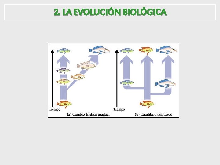 2. LA EVOLUCIÓN BIOLÓGICA 