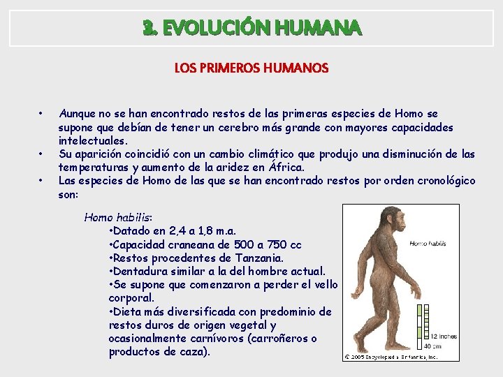 3. EVOLUCIÓN HUMANA 2. LOS PRIMEROS HUMANOS • • • Aunque no se han