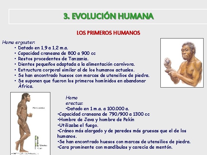 3. EVOLUCIÓN HUMANA LOS PRIMEROS HUMANOS Homo ergaster: • Datado en 1, 9 a