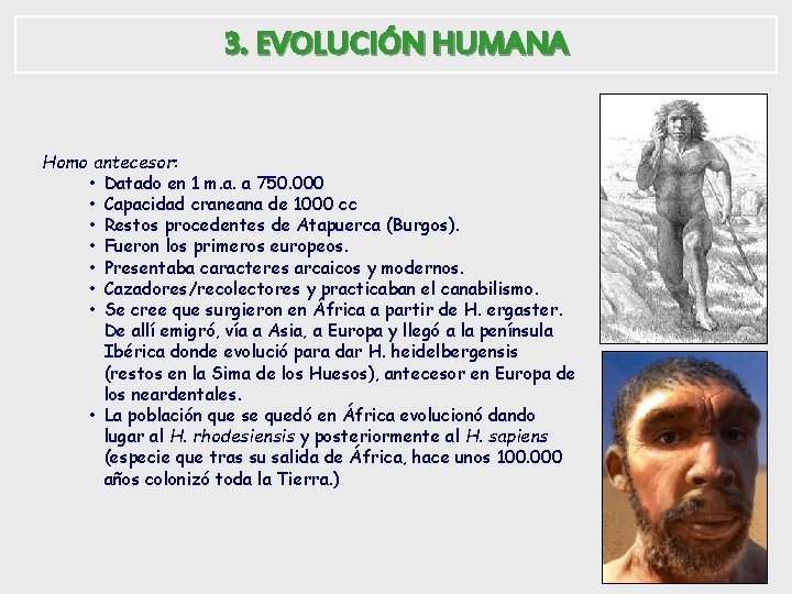 3. EVOLUCIÓN HUMANA Homo antecesor: • Datado en 1 m. a. a 750. 000