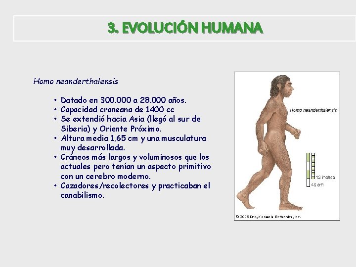 3. EVOLUCIÓN HUMANA Homo neanderthalensis • Datado en 300. 000 a 28. 000 años.