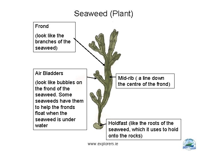Seaweed (Plant) Frond (look like the branches of the seaweed) Air Bladders (look like