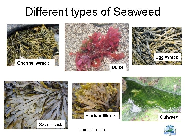 Different types of Seaweed Egg Wrack Channel Wrack Dulse Bladder Wrack Saw Wrack www.