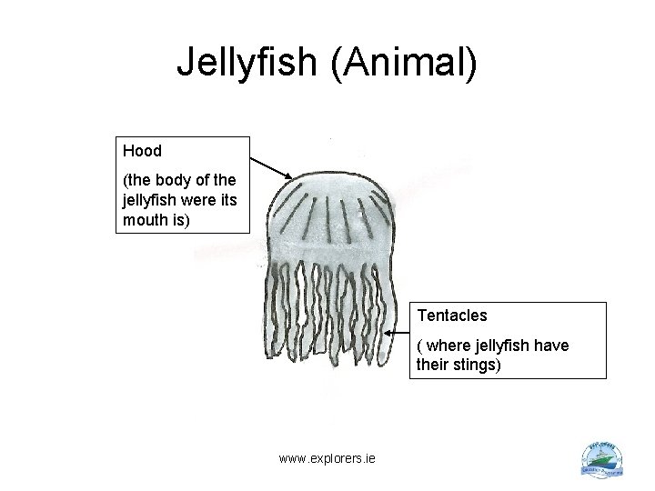 Jellyfish (Animal) Hood (the body of the jellyfish were its mouth is) Tentacles (