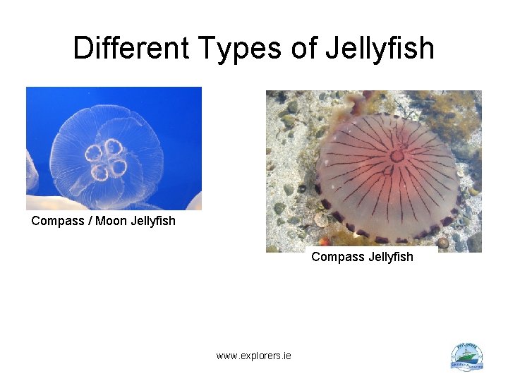 Different Types of Jellyfish Compass / Moon Jellyfish Compass Jellyfish www. explorers. ie 