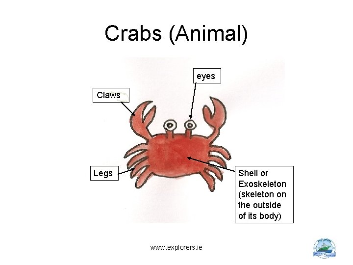 Crabs (Animal) eyes Claws Legs Shell or Exoskeleton (skeleton on the outside of its