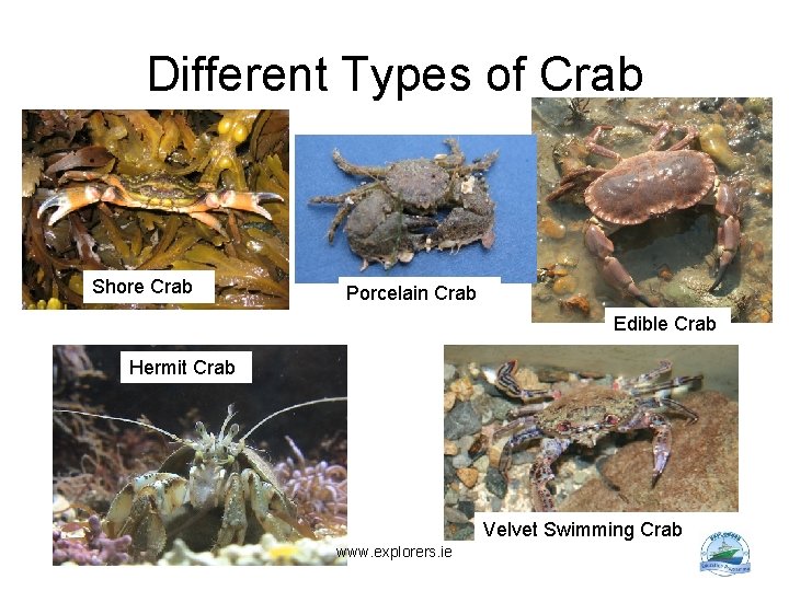 Different Types of Crab Shore Crab Porcelain Crab Edible Crab Hermit Crab Velvet Swimming