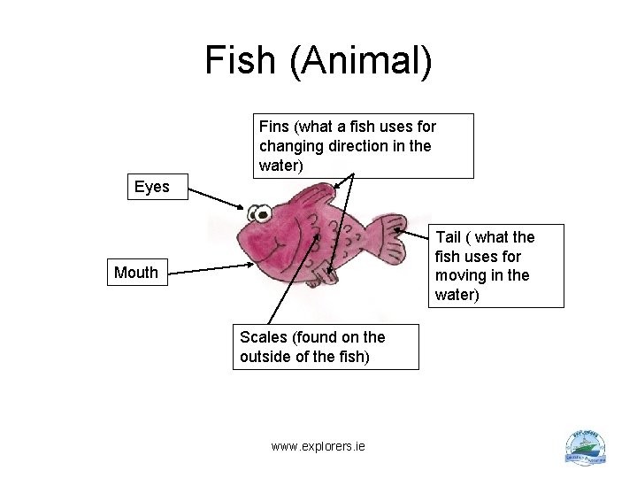 Fish (Animal) Fins (what a fish uses for changing direction in the water) Eyes