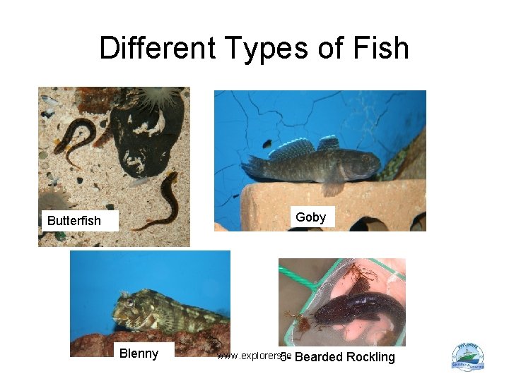Different Types of Fish Goby Butterfish Blenny www. explorers. ie 5 - Bearded Rockling
