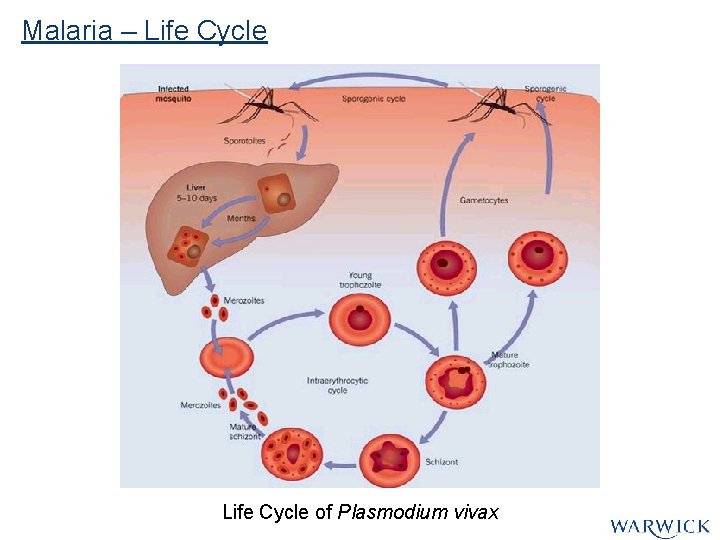 Malaria – Life Cycle of Plasmodium vivax Malaria – Life Cycle of Plasmodium vivax