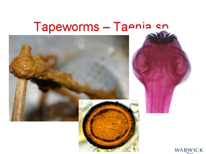 Tapeworms – Taenia sp. Tapeworms – Taenia sp.