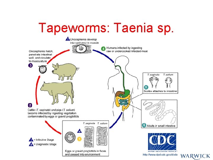 Tapeworms: Taenia sp. Tapeworms: Taenia sp.