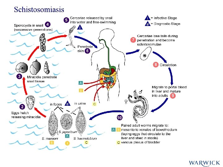 Schistomomiasis Schistomomiasis