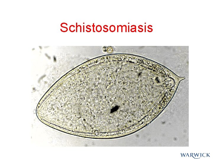 Schistosomiasis Schistosomiasis