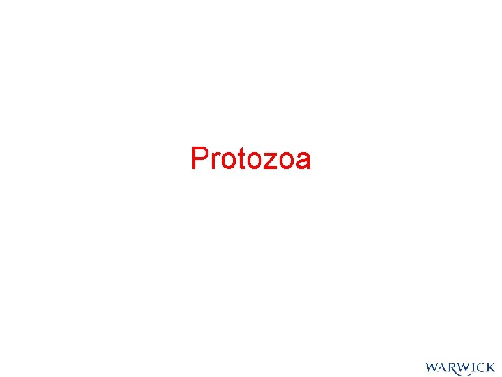 Protozoa Protozoa