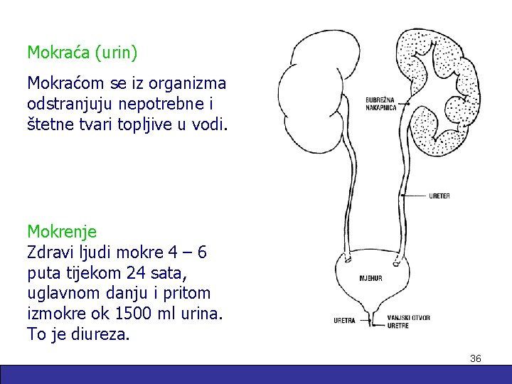 Mokraća (urin) Mokraćom se iz organizma odstranjuju nepotrebne i štetne tvari topljive u vodi.