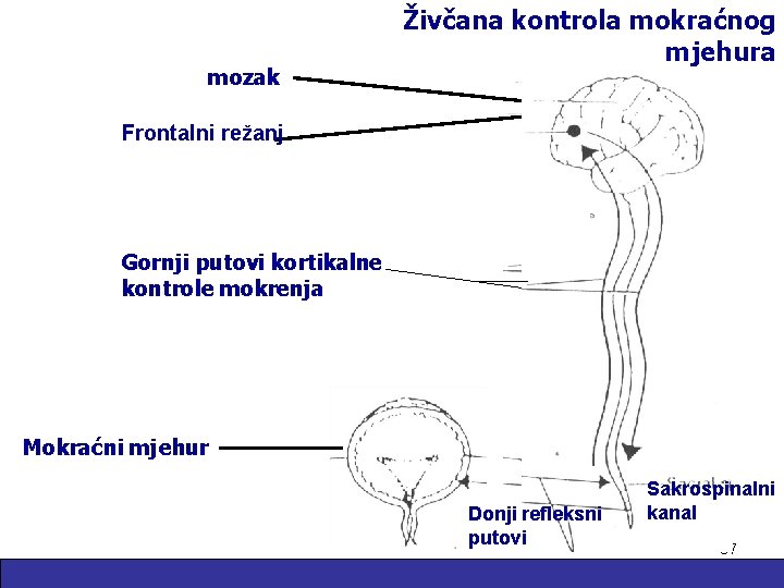 mozak Živčana kontrola mokraćnog mjehura Frontalni režanj Gornji putovi kortikalne kontrole mokrenja Mokraćni mjehur